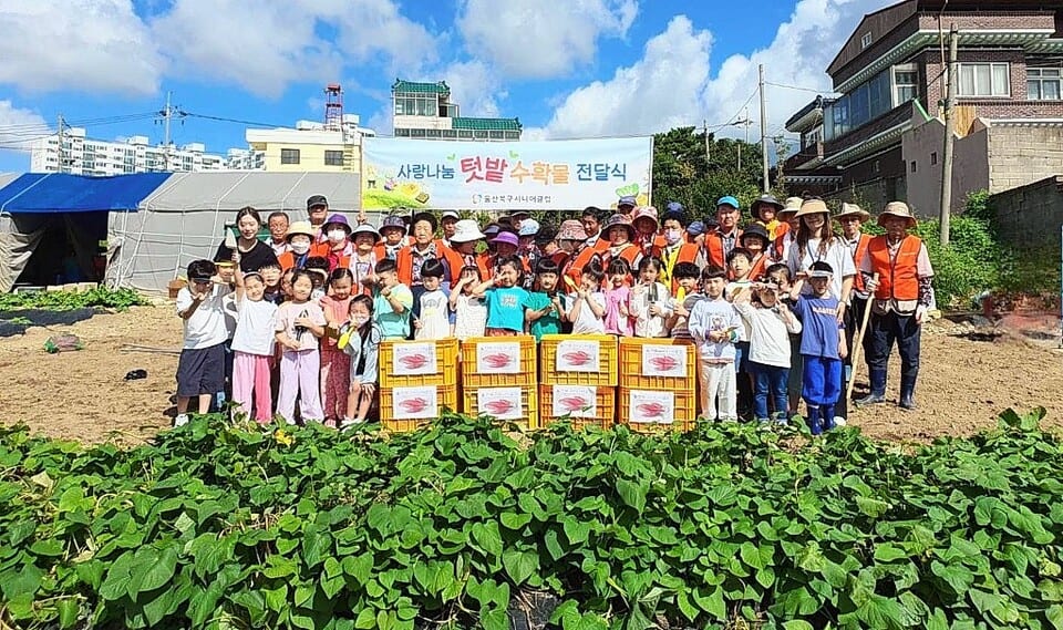 울산북구시니어클럽, 유치원생들과 '고구마캐기체험활동'